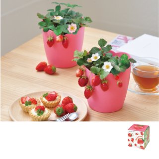 いちご様セット お家でできる栽培セット