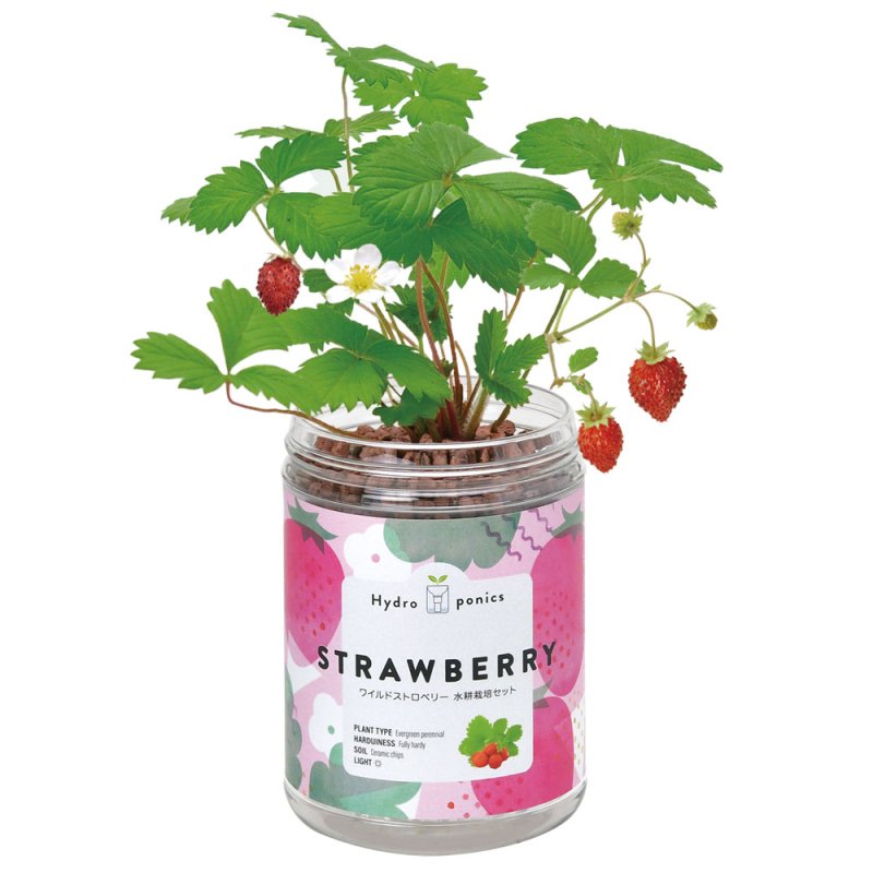 画像2: 育てるグリーンペット　ワイルドストロベリー (2)