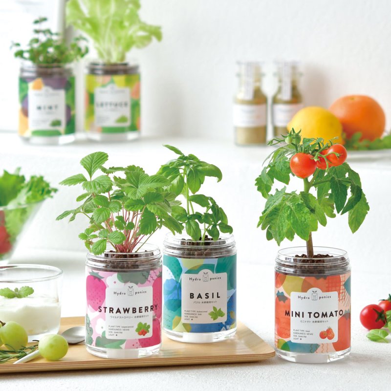 画像3: 育てるグリーンペット　ワイルドストロベリー (3)