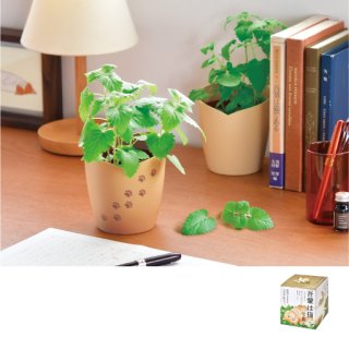 西洋マタタビ栽培キット｜ペットや愛猫家にぴったりなギフト