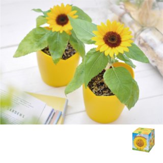 70726f647563742f6974656d2f4744