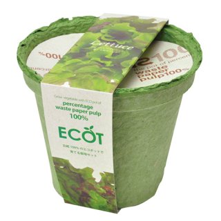 ECOT(M) レタス [GD411-01]