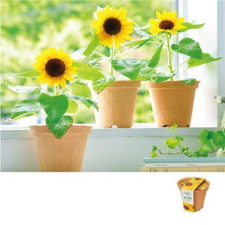 夏のひまわりさん専用 エコット スマイルサンフラワー｜向日葵栽培キット – 子ども向けギフト