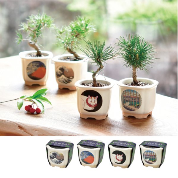 JAPANESE BONSAI｜和モダンのミニ盆栽キット – 海外向けギフト
