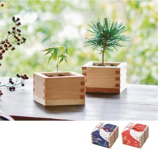 盆栽・苔栽培キット - SEISHIN PLUS (Page 1)