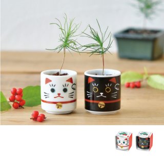 お部屋でできるちょこっと盆栽