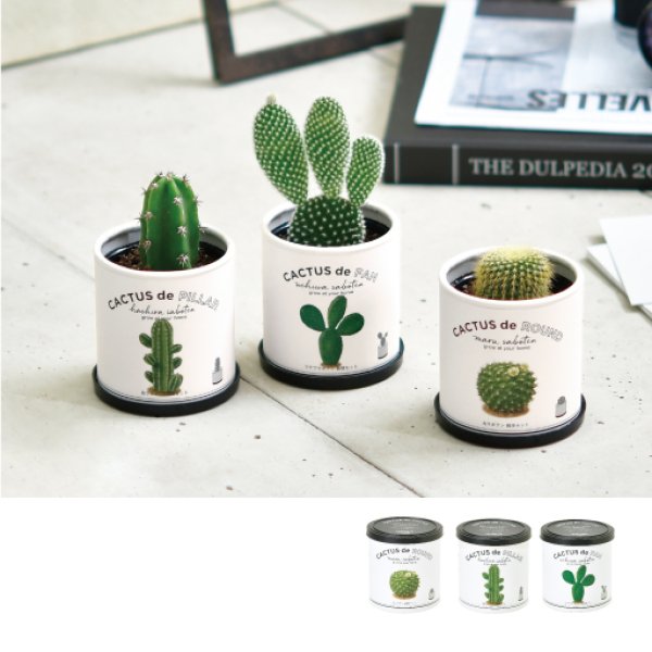 サボテン　3つセット 楽天市場】サボテンで造るロックガーデンセット 3品種 ［Sサイズ