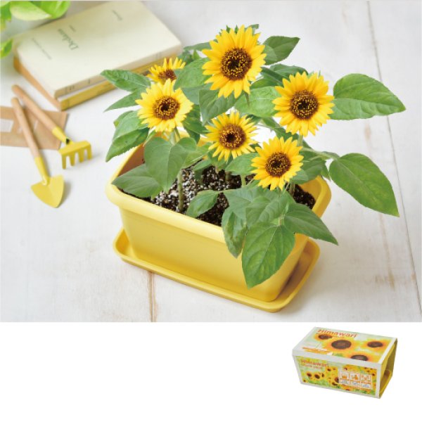 ENJOY PLANTER FLOWER エンジョイプランターフラワー