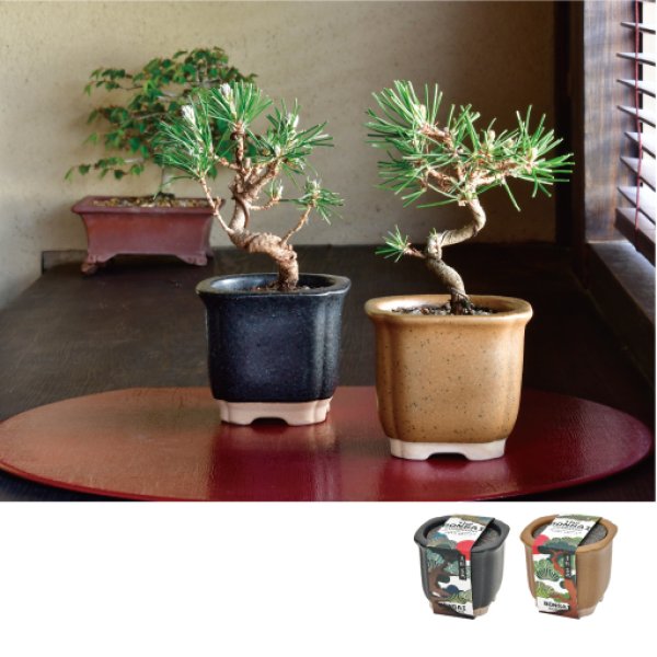 樹晃　正方　盆栽鉢 樹晃 正方 盆栽鉢 樹晃 正方 盆栽鉢 樹晃 正方 盆栽鉢 樹晃 正方 盆栽鉢