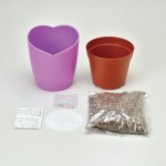 画像3: 紫式部の桔梗栽培セット (3)
