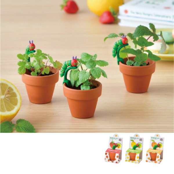 お部屋て楽しむ栽培セット