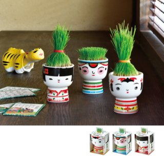 FatOu SHOKUZEN GRACE 5個セット 栽培キット専門店｜盆栽・苔・ハーブ・野菜の育てるギフト｜SEISHIN