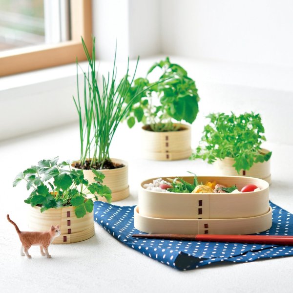 猫柴です。多彩な色の花 3種セット 猫富士わっぱ シソ - SEISHIN PLUS