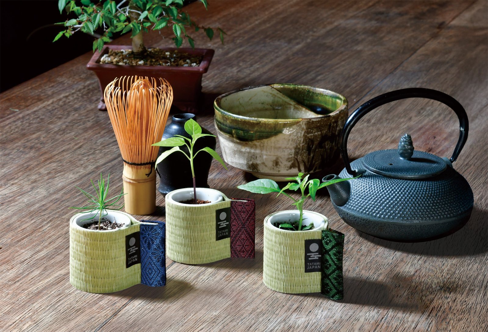 おちょこで盆栽栽培セット
