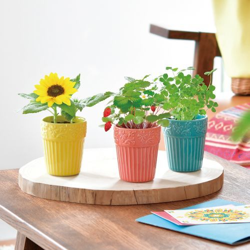 Botanical Pot ミニヒマワリ Seishin Plus